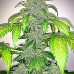 Deez Nuggs Auto Feminised Seeds - 3