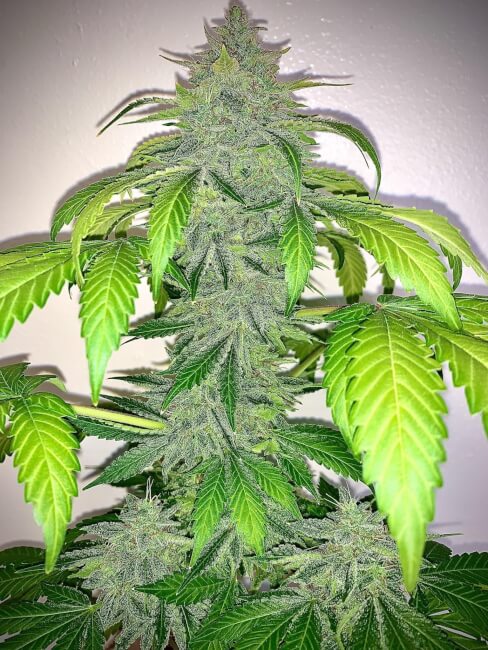 Deez Nuggs Auto Feminised Seeds - 3