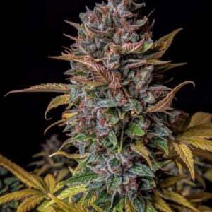 Orange Biscuits Auto Feminised Seeds - 3