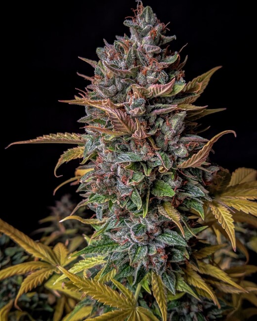 Orange Biscuits Auto Feminised Seeds - 3