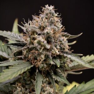 Sweet 'n' Sour Auto Feminised Seeds - 3