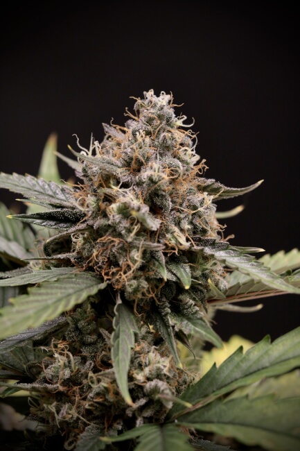 Sweet 'n' Sour Auto Feminised Seeds - 3