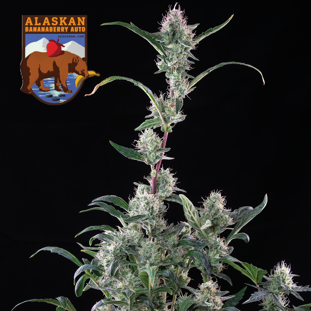 Alaskan Bananaberry Auto Feminised Seeds - 25