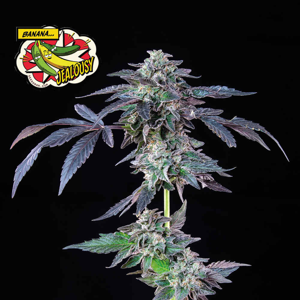 Banana Jealousy Feminised Seeds - 10