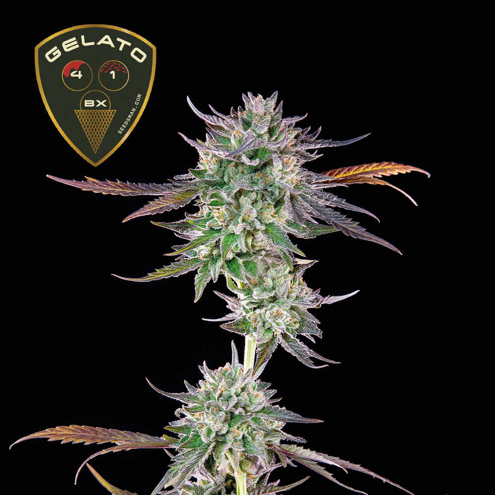 Gelato 41 BX Feminised Seeds - 10