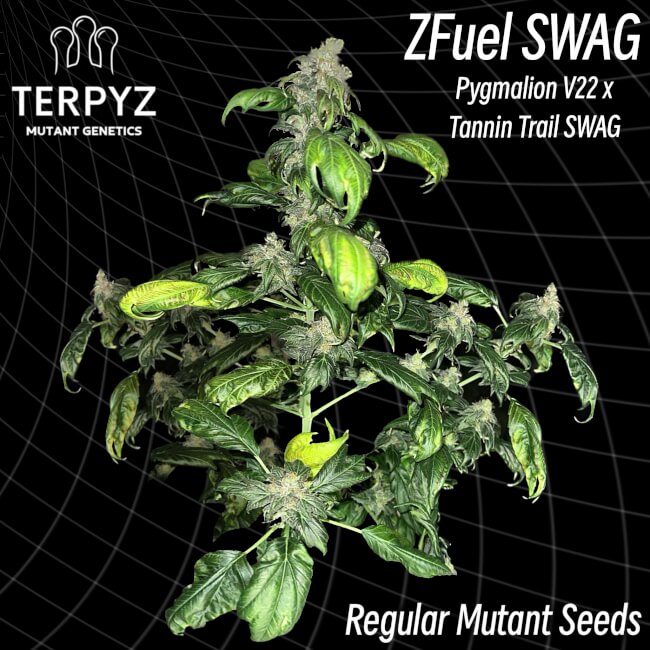 Zfuel Swag Regular Seeds - 10