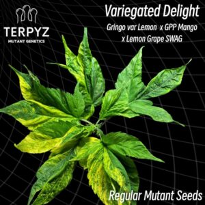 Variegated Delight Regular Seeds - 10