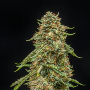Turtle Taffy Auto Feminised Seeds - 5