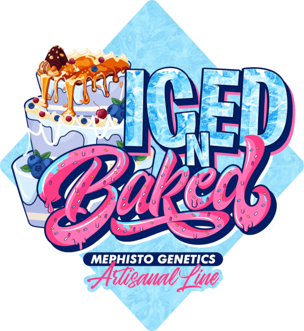 Iced 'n' Baked Auto Feminised Seeds - 3