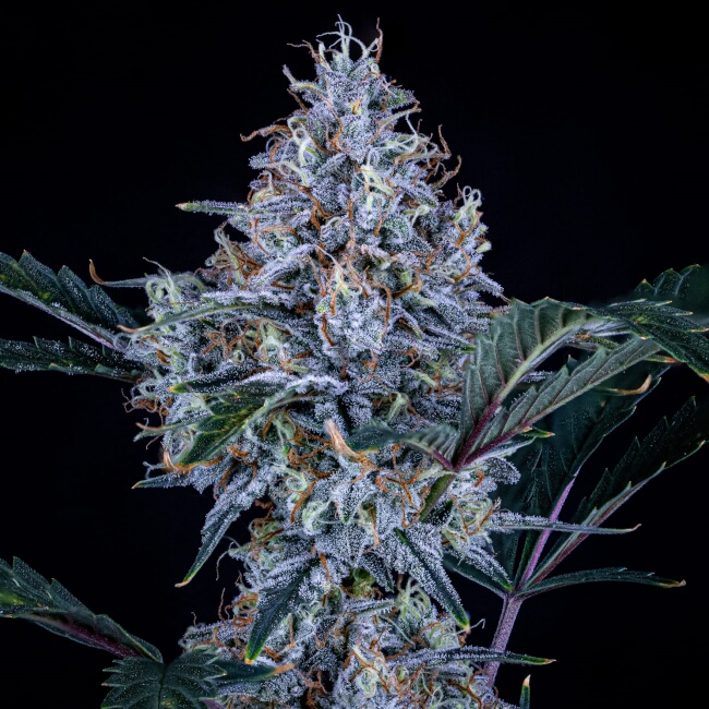 Sundae Thumper Auto Feminised Seeds - 3