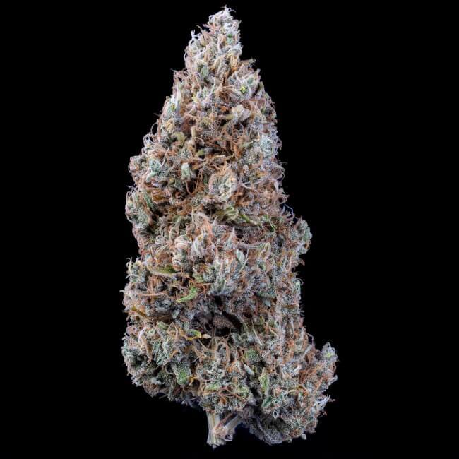 Crème Bubbly Auto Feminised Seeds - 3