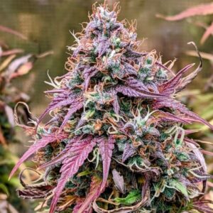 Grizzly Crinkle Auto Feminised Seeds - 3