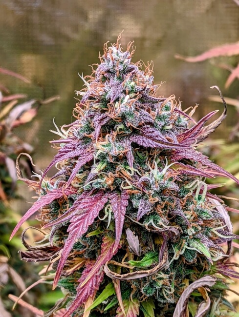 Grizzly Crinkle Auto Feminised Seeds - 3