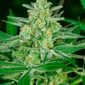 Blue Dream Auto Feminised Seeds - 5