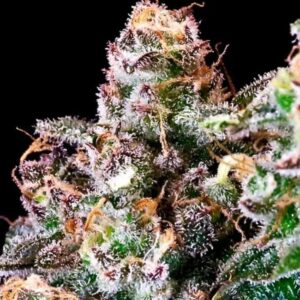 Purple Punch Feminised Seeds - 5