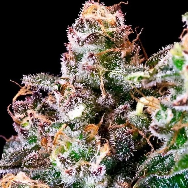 Purple Punch Feminised Seeds - 5
