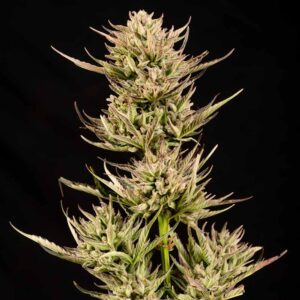 Cookie Apple OG F1 Auto Feminised Seeds - 5
