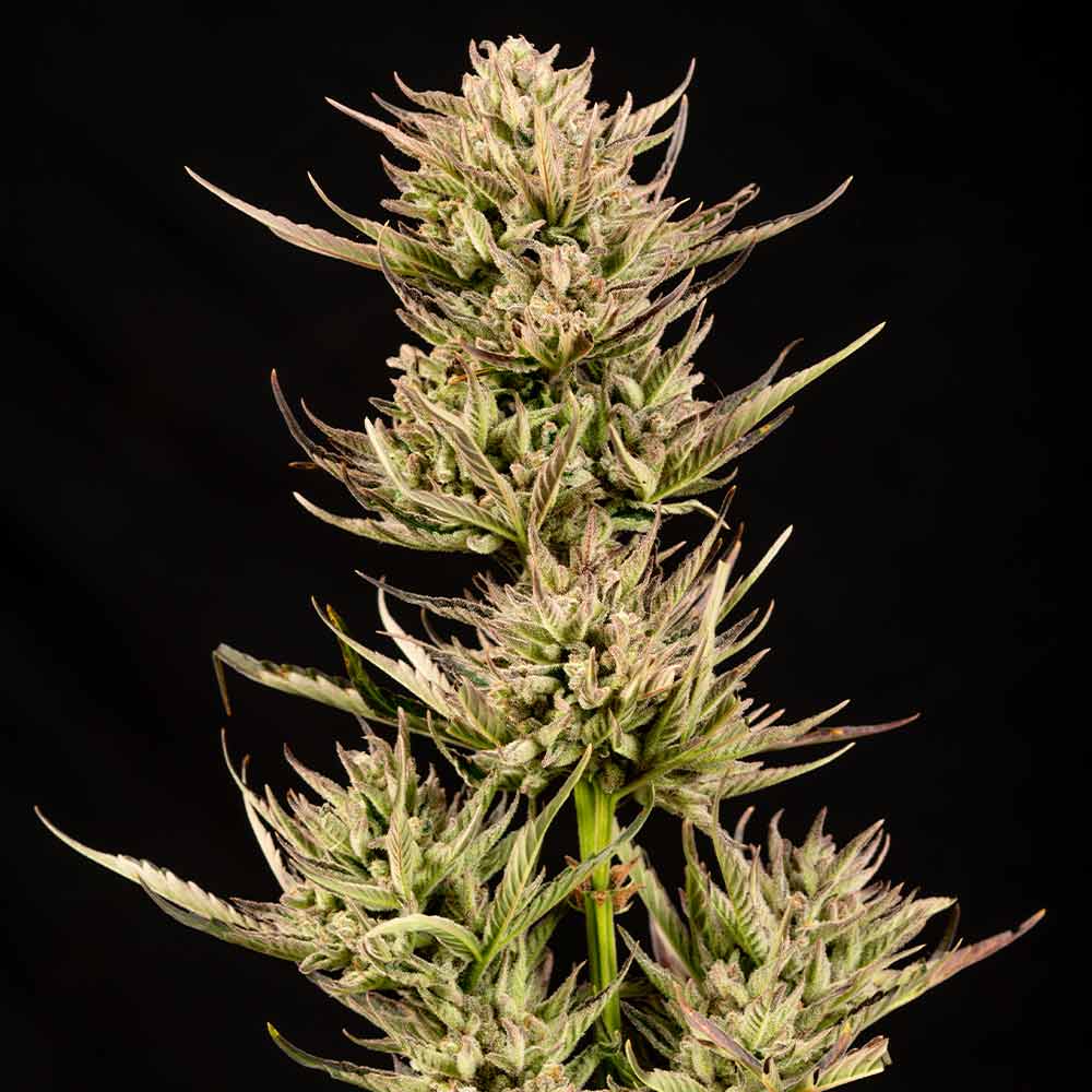 Cookie Apple OG F1 Auto Feminised Seeds - 5