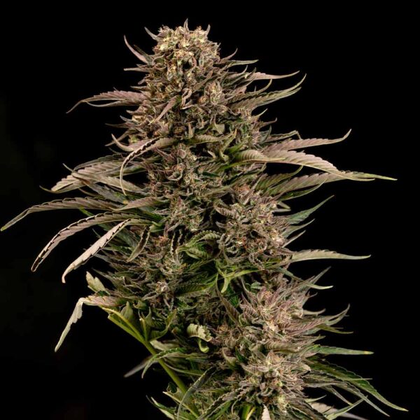 Fatso GMO F1 Auto Feminised Seeds - 10