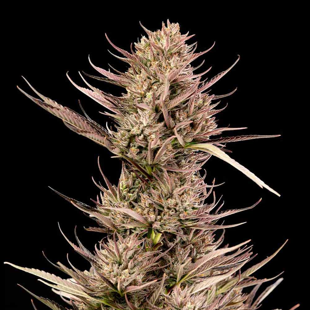 Garlic Muffin F1 Auto Feminised Seeds - 5