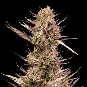 Garlic Muffin F1 Auto Feminised Seeds - 10