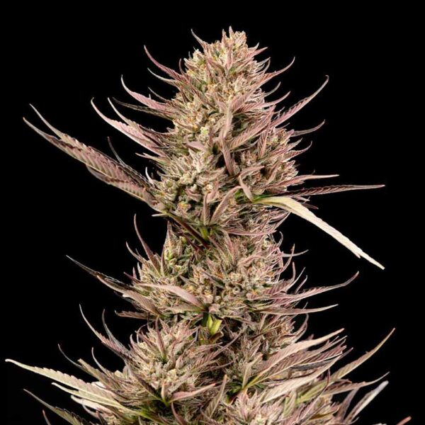 Garlic Muffin F1 Auto Feminised Seeds - 10