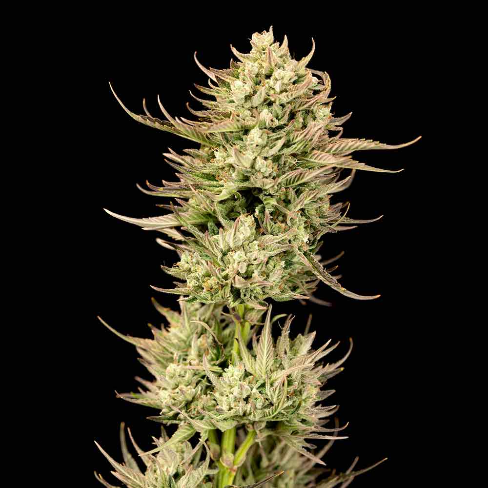 Gorilla Jealousy F1 Feminised Seeds - 10