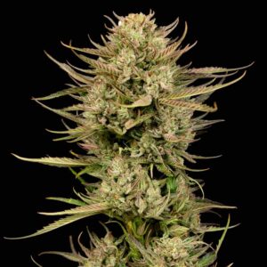 Cherry Punch F1 Feminised Seeds - 3