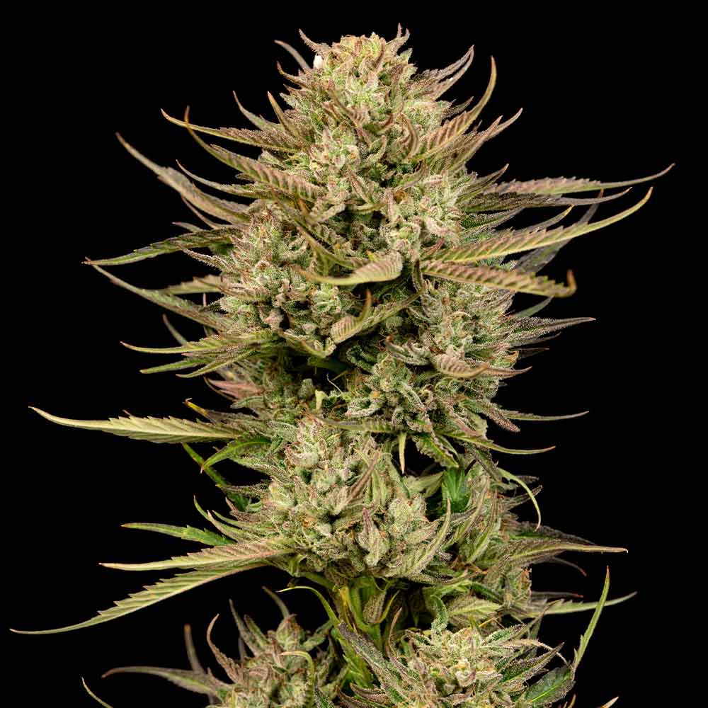 Cherry Punch F1 Feminised Seeds - 3