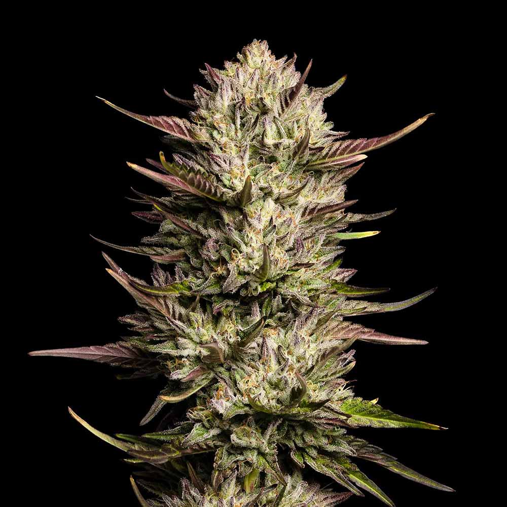 Purple Oreoz F1 Feminised Seeds - 3