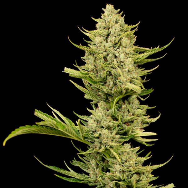 Tangerine Snow F1 Fast Feminised Seeds - 3