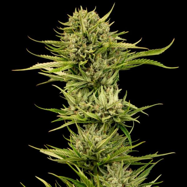 Blueberry Pie F1 Fast Feminised Seeds - 5