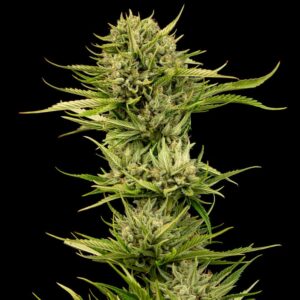 Blueberry Pie F1 Fast Feminised Seeds - 10