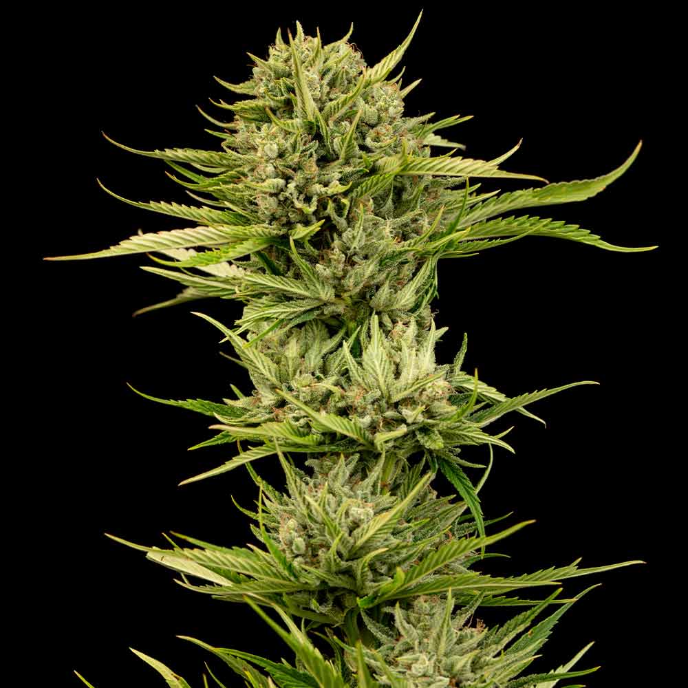 Blueberry Pie F1 Fast Feminised Seeds - 10