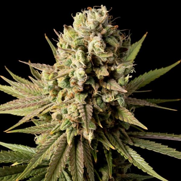 Gorilla Gas F1 Fast Feminised Seeds - 3