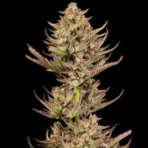 Purple Punch F1 Fast Feminised Seeds - 10