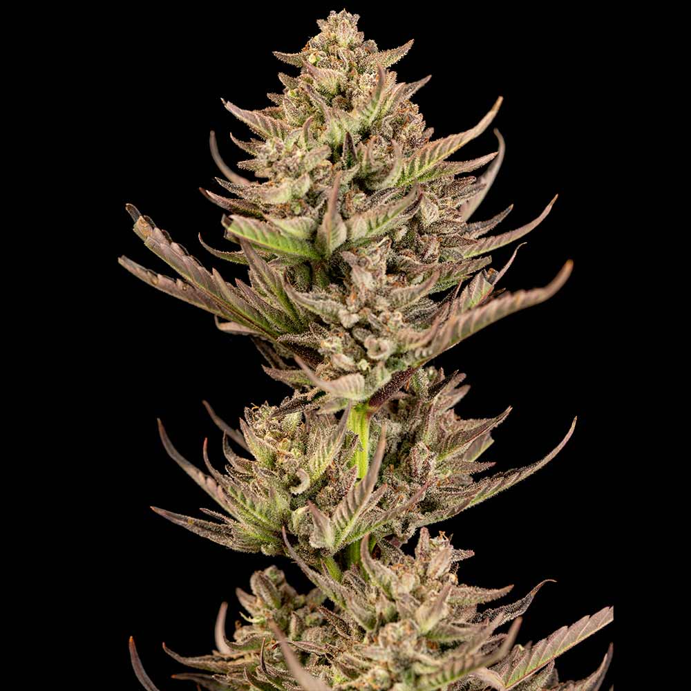 Purple Punch F1 Fast Feminised Seeds - 10