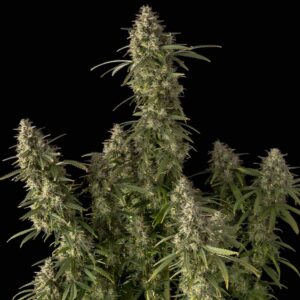 Pineapple OG Auto Feminised Seeds - 10