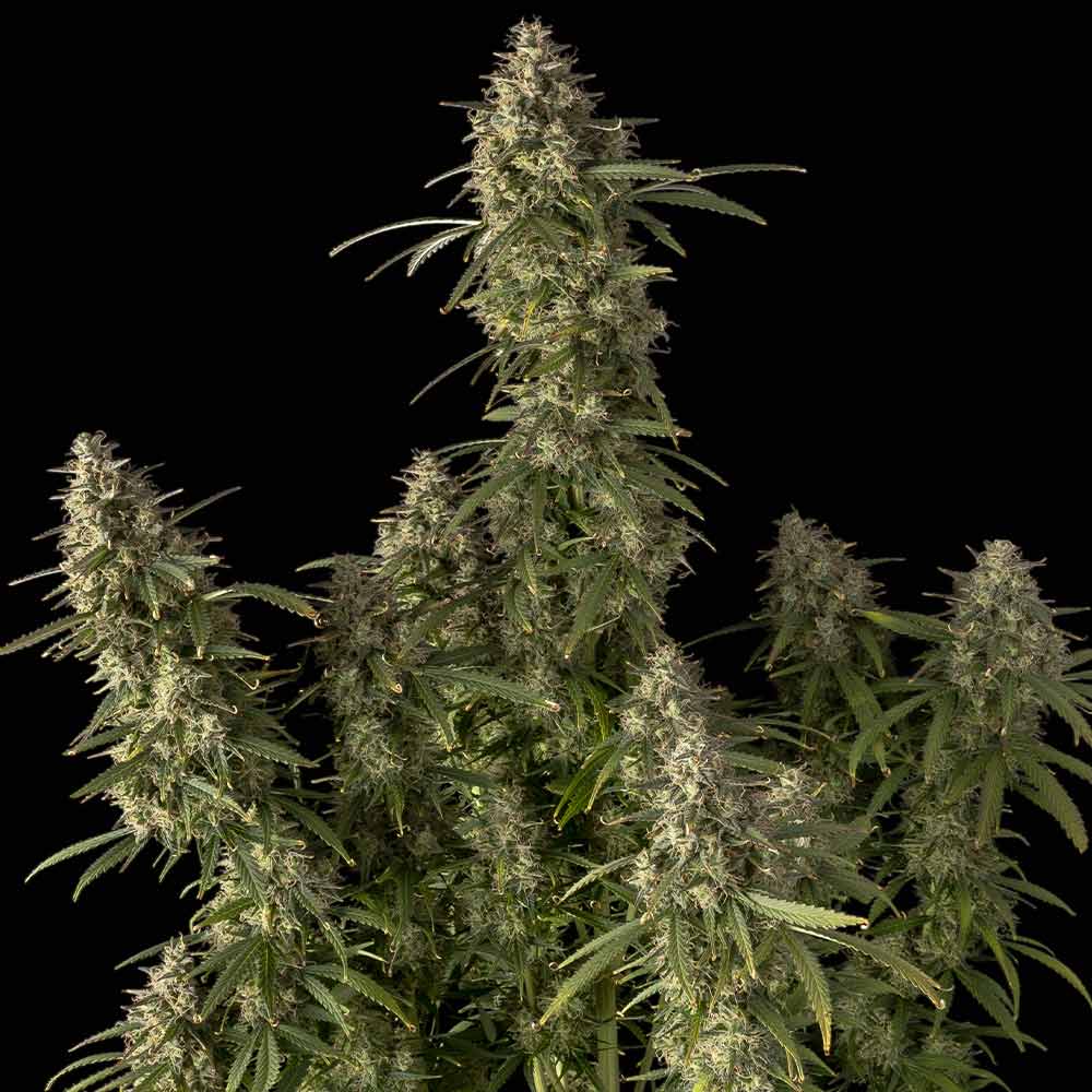 Pineapple OG Auto Feminised Seeds - 10