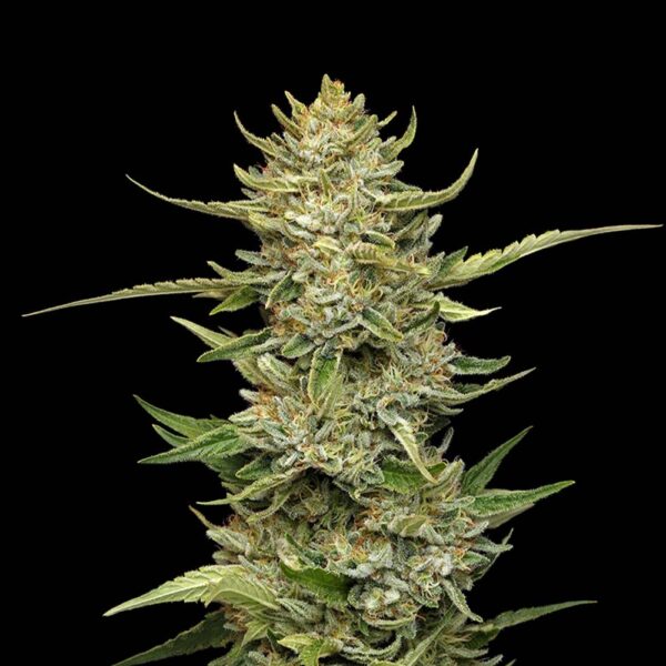 Sour Diesel Auto Feminised Seeds - 5