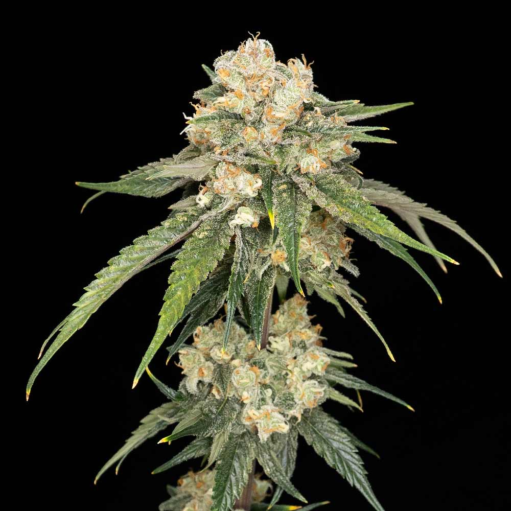 Ice Dream Cake Feminised Seeds - 5