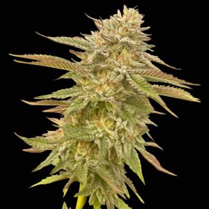 Pineapple OG Feminised Seeds - 10