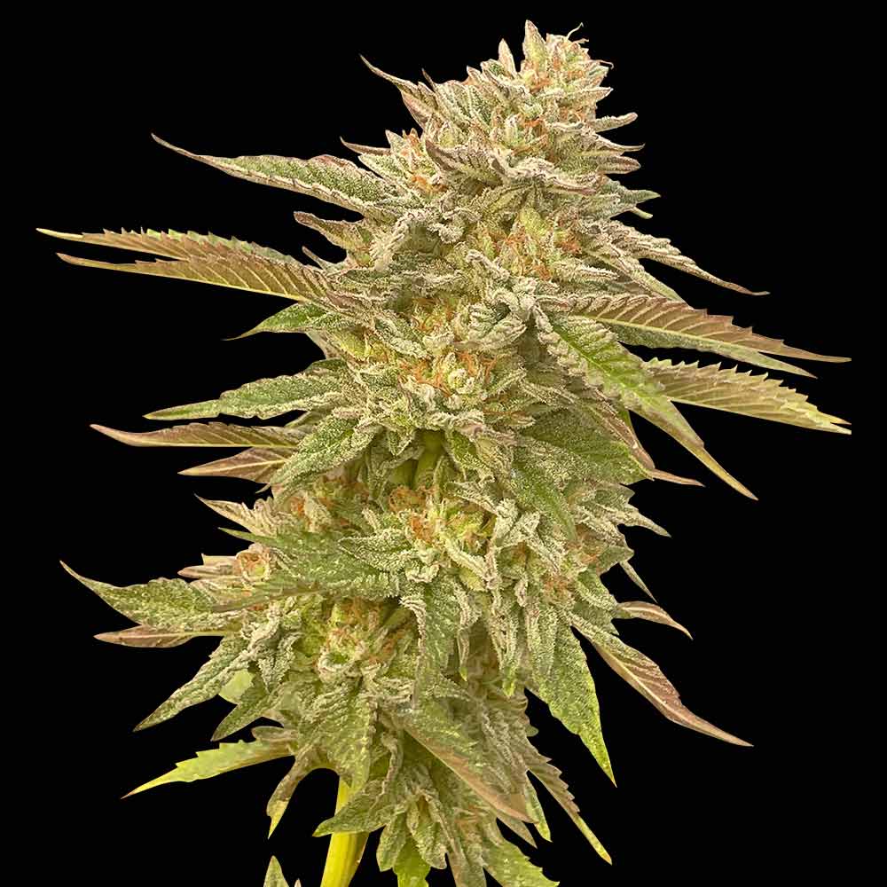 Pineapple OG Feminised Seeds - 10