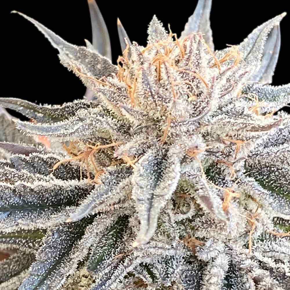 Alaskan Do-Si-Dos Feminised Seeds - 100