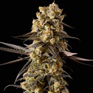Banana Biscotti F1 Feminised Seeds - 10