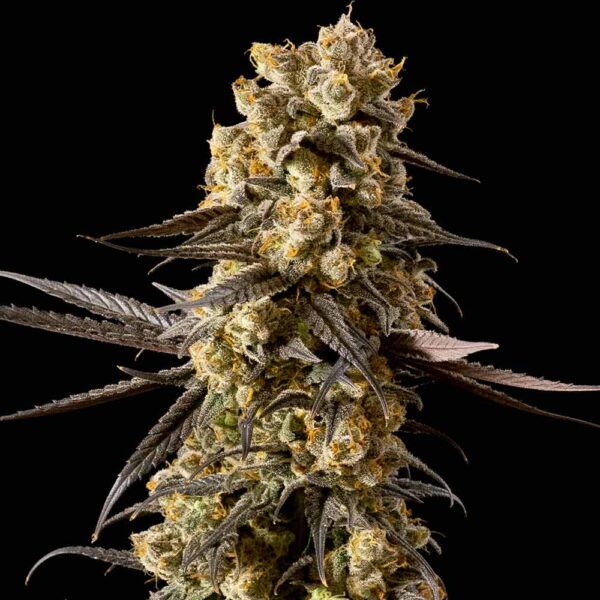 Banana Biscotti F1 Feminised Seeds - 10
