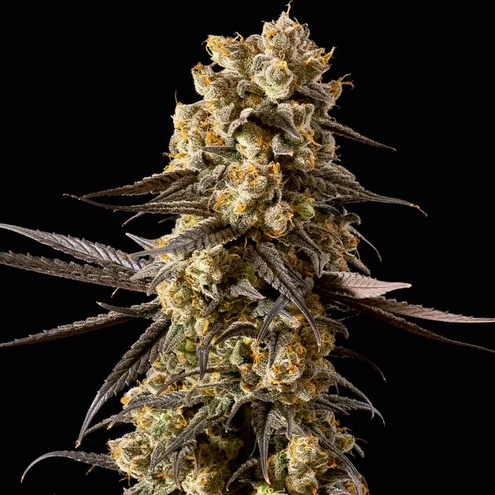 Banana Biscotti F1 Feminised Seeds - 10