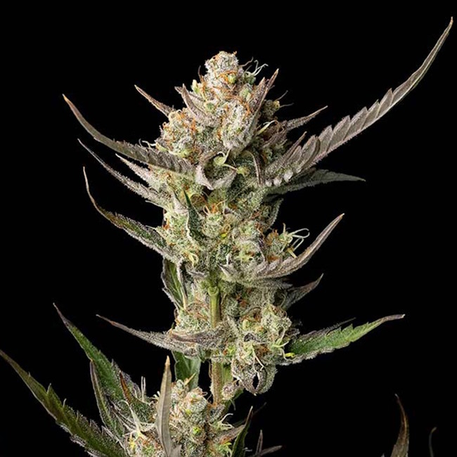 OG Kush Feminised Seeds - 100