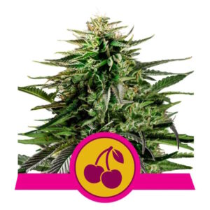 Cherry Pie Feminised Seeds - 1