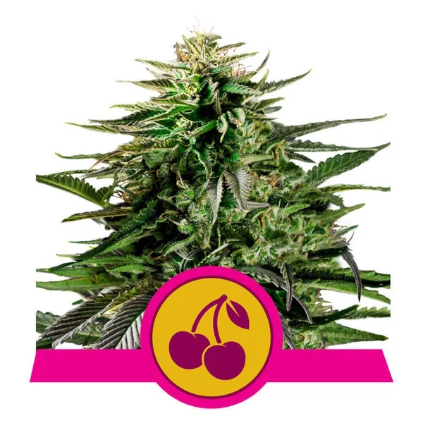 Cherry Pie Feminised Seeds - 1